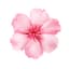 Selin logo