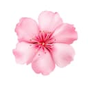 Selin logo