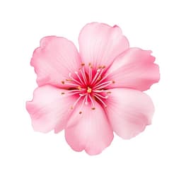 Selin logo